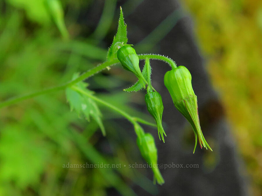 Oregon bolandra (northern false coolwort), budding (Bolandra oregana) [Upper McCord Creek Falls Trail, John B. Yeon State Park, Multnomah County, Oregon]