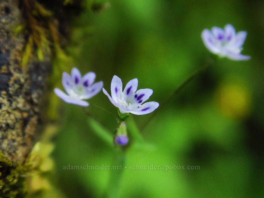 small-flowered tonella (Tonella tenella) [Upper McCord Creek Falls Trail, John B. Yeon State Park, Multnomah County, Oregon]