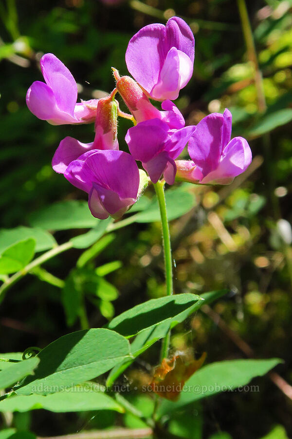 Sierra pea-vine (Lathyrus nevadensis) [Gorge Trail #400, John B. Yeon State Park, Multnomah County, Oregon]