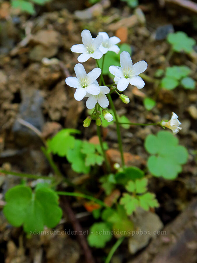 Sitka mist-maidens (Romanzoffia sitchensis) [Gorge Trail #400, John B. Yeon State Park, Multnomah County, Oregon]