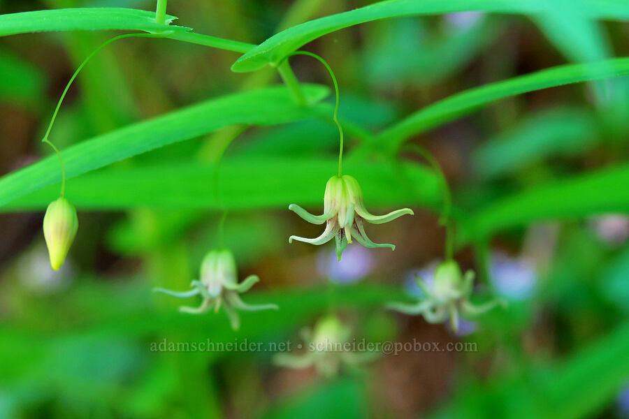 clasping twisted-stalk (Streptopus amplexifolius) [Gorge Trail #400, John B. Yeon State Park, Multnomah County, Oregon]