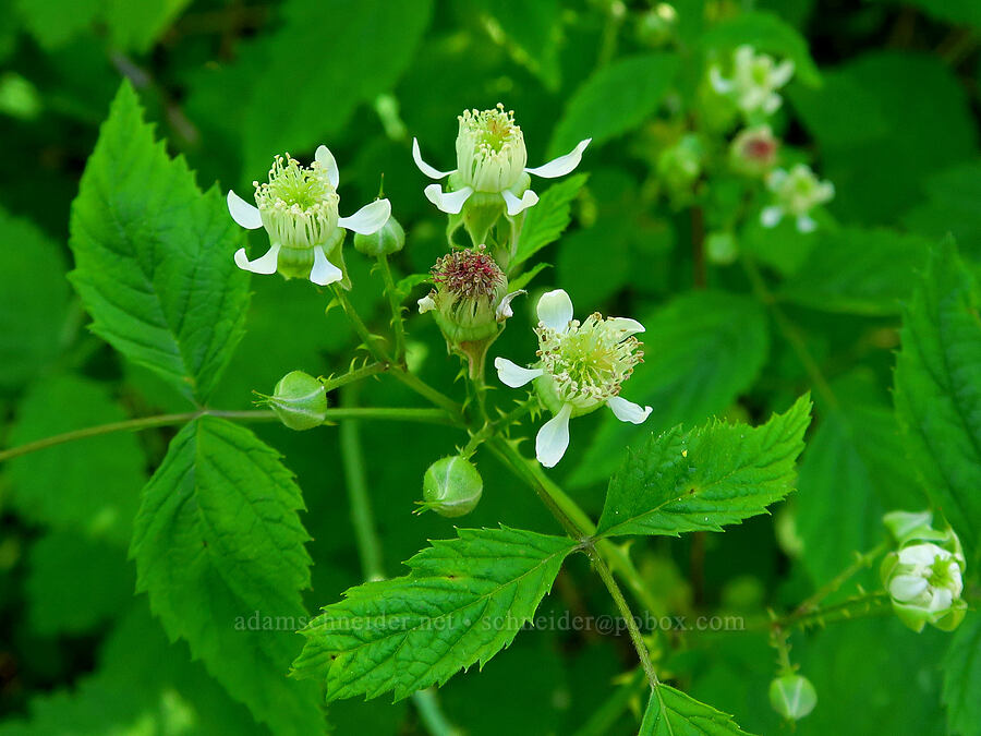 white-bark/black-cap raspberry (Rubus leucodermis) [Gorge Trail #400, John B. Yeon State Park, Multnomah County, Oregon]