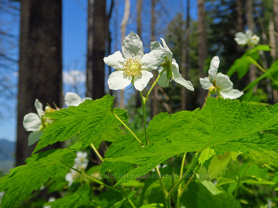 thimbleberry (Rubus parviflorus (Rubus nutkanus)) [Gorge Trail #400, John B. Yeon State Park, Multnomah County, Oregon]