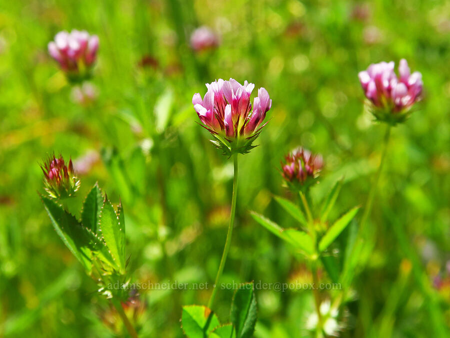 white-tip clover (Trifolium variegatum) [Rough and Ready ACEC, Josephine County, Oregon]