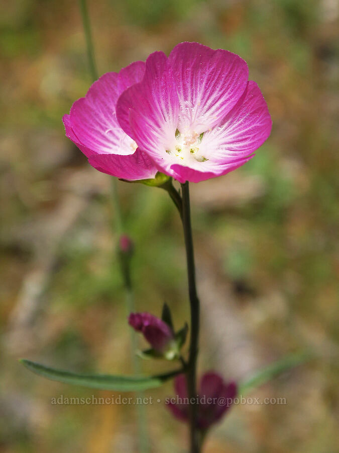 dwarf checker-bloom (harsh checker-mallow) (Sidalcea asprella (Sidalcea malviflora ssp. asprella)) [Rough and Ready ACEC, Josephine County, Oregon]