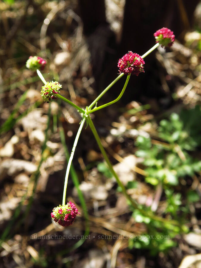 purple sanicle (Sanicula bipinnatifida) [Rough and Ready ACEC, Josephine County, Oregon]