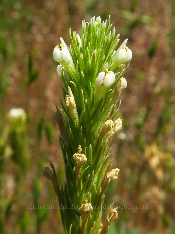 mystery paintbrush (Castilleja sp.) [Rough and Ready ACEC, Josephine County, Oregon]