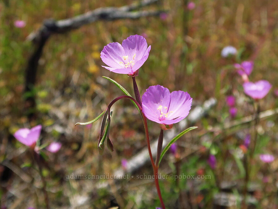 slender clarkia (Clarkia gracilis ssp. gracilis) [Rough and Ready ACEC, Josephine County, Oregon]