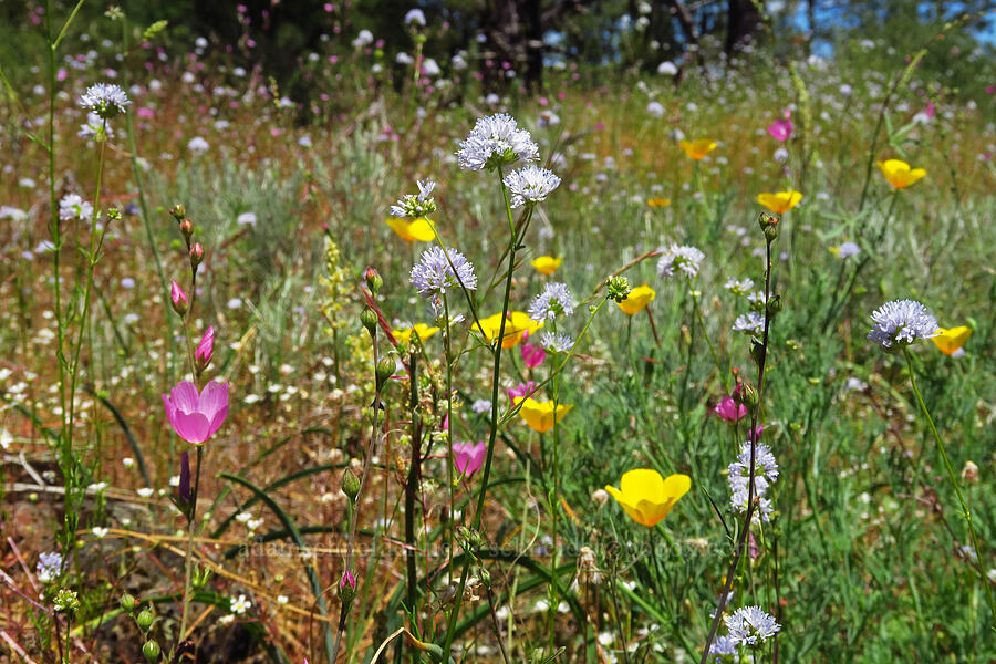 wildflowers (Gilia capitata, Eschscholzia californica, Sidalcea asprella (Sidalcea malviflora ssp. asprella)) [Rough and Ready ACEC, Josephine County, Oregon]