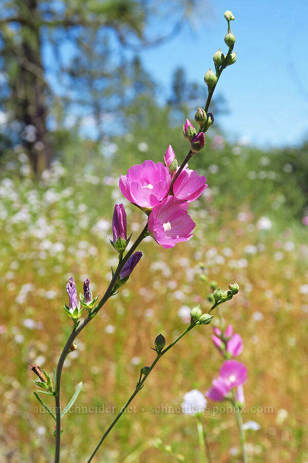 dwarf checker-bloom (harsh checker-mallow) (Sidalcea asprella (Sidalcea malviflora ssp. asprella)) [Rough and Ready ACEC, Josephine County, Oregon]