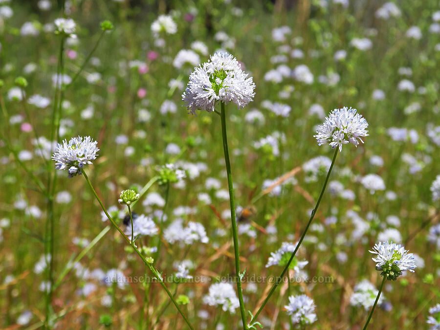 blue-head gilia (Gilia capitata) [Rough and Ready ACEC, Josephine County, Oregon]