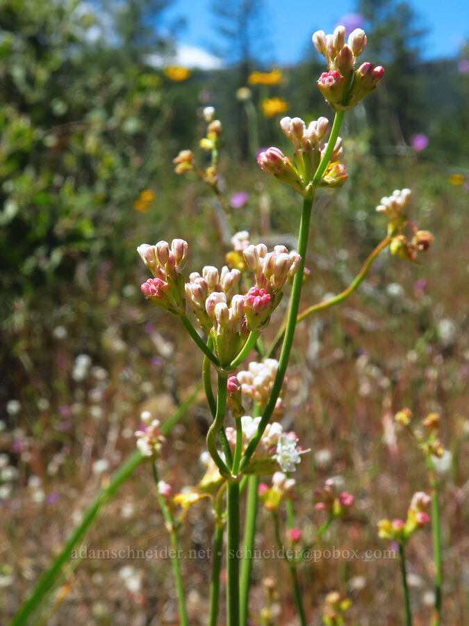 bare-stem buckwheat, budding (Eriogonum nudum var. nudum) [Rough and Ready ACEC, Josephine County, Oregon]