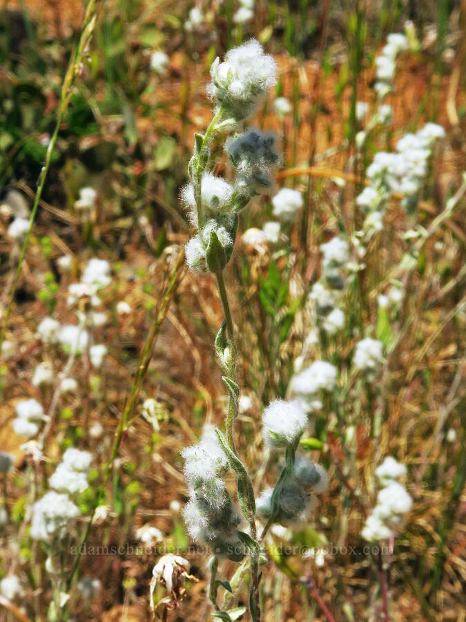 slender cotton-weed (Q-tips) (Micropus californicus) [Rough and Ready ACEC, Josephine County, Oregon]