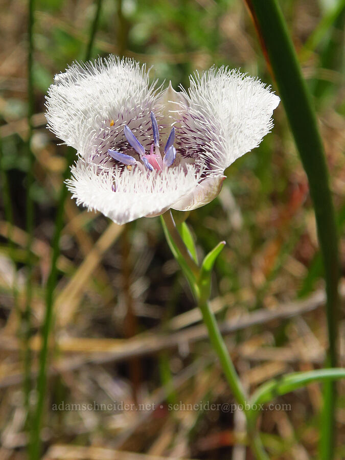 Tolmie's mariposa lily (Calochortus tolmiei) [Rough and Ready ACEC, Josephine County, Oregon]