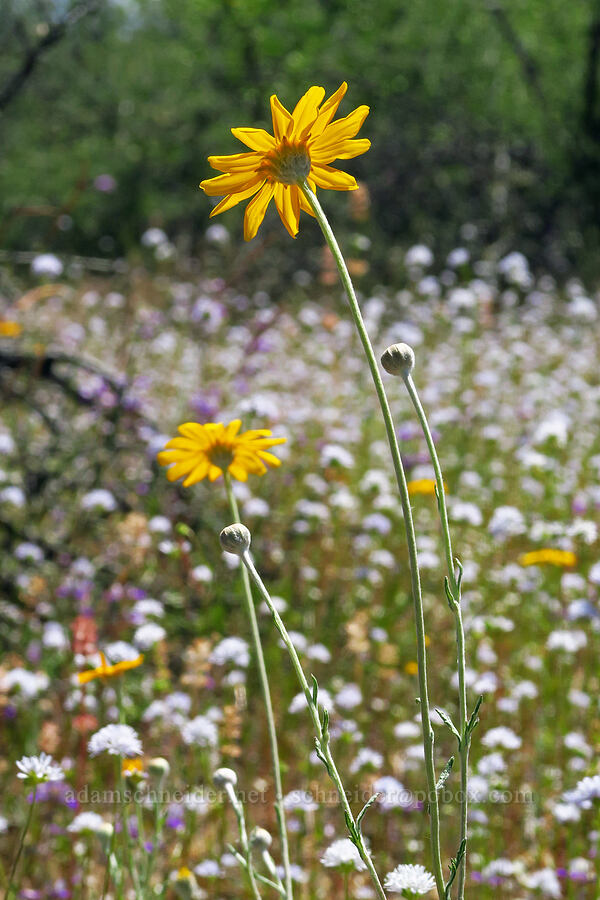 Oregon sunshine & blue-head gilia (Eriophyllum lanatum var. achilleoides, Gilia capitata) [Rough and Ready ACEC, Josephine County, Oregon]