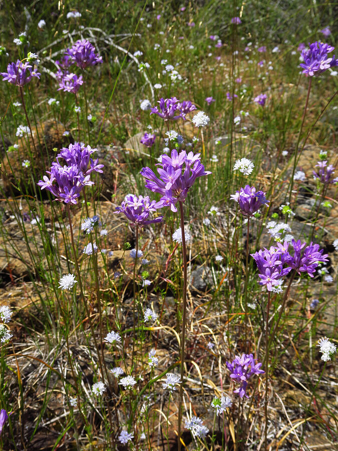 round-tooth ookow & blue-head gilia (Dichelostemma multiflorum (Brodiaea multiflora), Gilia capitata) [Rough and Ready ACEC, Josephine County, Oregon]