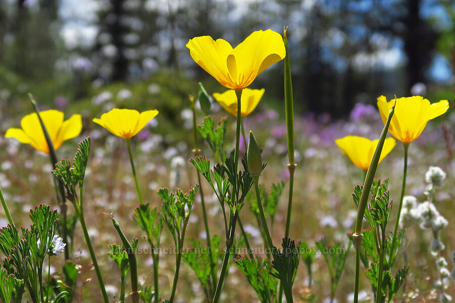 California poppies (Eschscholzia californica) [Rough and Ready ACEC, Josephine County, Oregon]