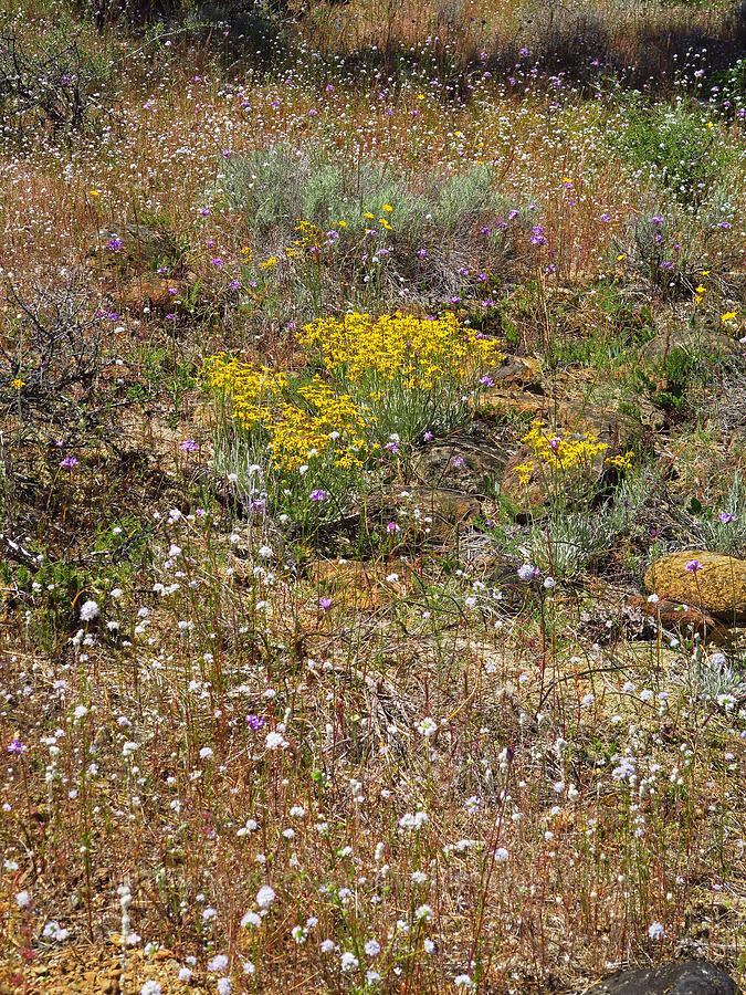 wildflowers (Dichelostemma multiflorum (Brodiaea multiflora), Packera macounii (Senecio fastigatus), Gilia capitata, Eriophyllum lanatum) [Rough and Ready ACEC, Josephine County, Oregon]