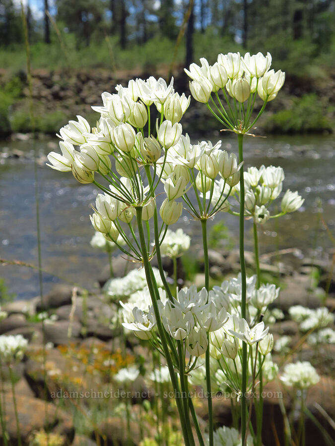 white brodiaea (Triteleia hyacinthina (Brodiaea hyacinthina)) [Rough and Ready ACEC, Josephine County, Oregon]