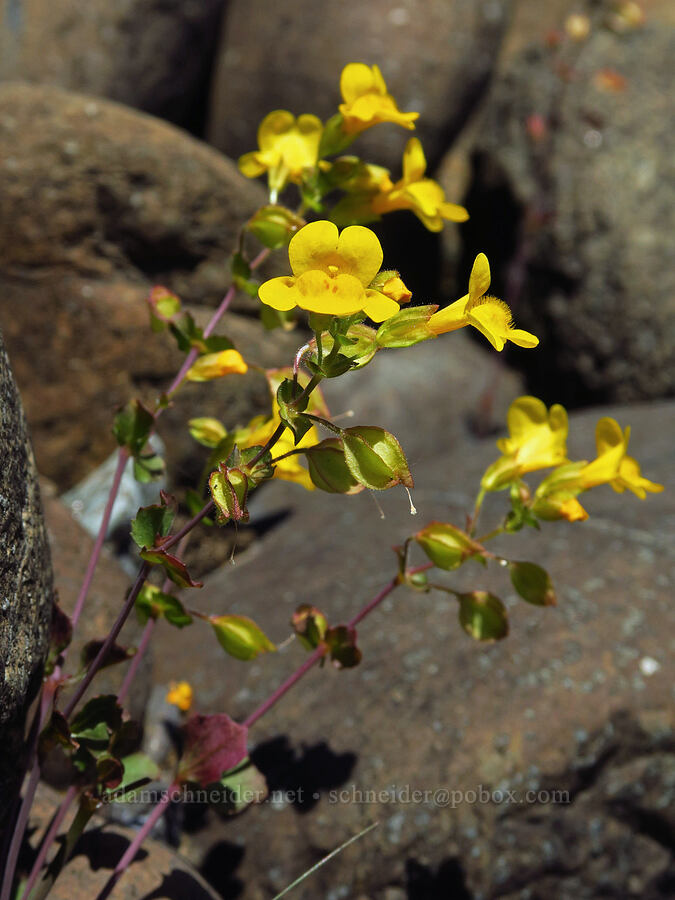 little-leaf monkeyflower (Erythranthe microphylla (Mimulus microphyllus)) [Rough and Ready Botanical Area, Rogue River-Siskiyou National Forest, Josephine County, Oregon]