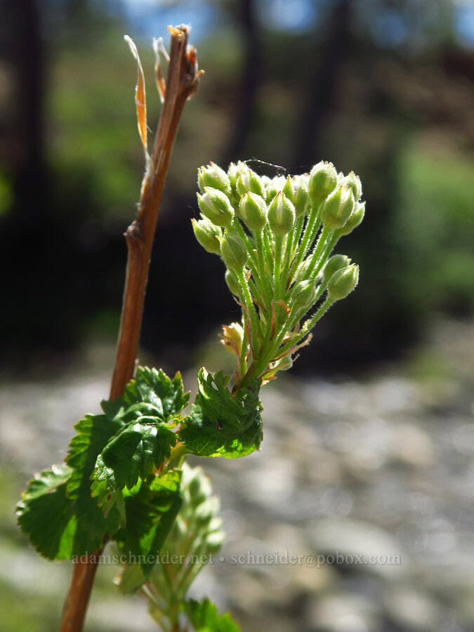 Pacific nine-bark, budding (Physocarpus capitatus) [Rough and Ready Botanical Area, Rogue River-Siskiyou National Forest, Josephine County, Oregon]