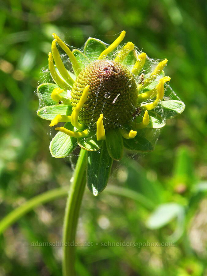 waxy coneflower, budding (Rudbeckia glaucescens (Rudbeckia californica var. glauca)) [Rough and Ready Botanical Area, Rogue River-Siskiyou National Forest, Josephine County, Oregon]