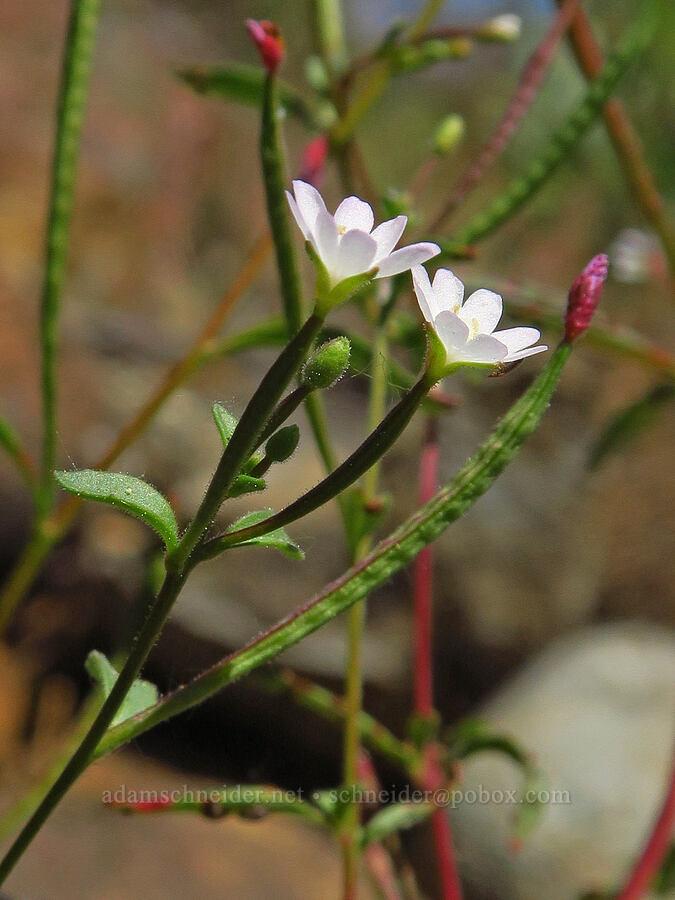 willow-herb (which?) (Epilobium sp.) [Rough and Ready Botanical Area, Rogue River-Siskiyou National Forest, Josephine County, Oregon]