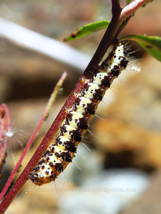 Ridings' forester moth caterpillar (Alypia ridingsii) [Rough and Ready Botanical Area, Rogue River-Siskiyou National Forest, Josephine County, Oregon]