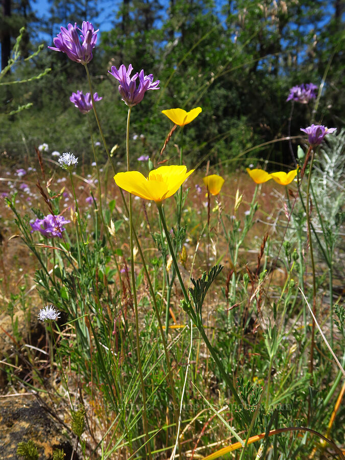 wildflowers (Eschscholzia californica, Dichelostemma multiflorum (Brodiaea multiflora), Gilia capitata) [Rough and Ready Botanical Area, Rogue River-Siskiyou National Forest, Josephine County, Oregon]