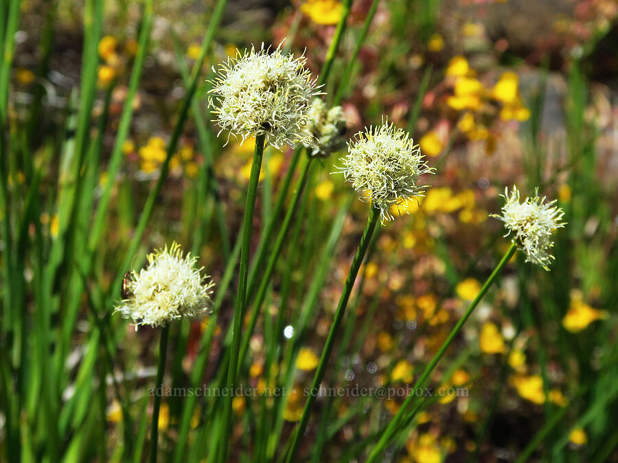 fringed cotton-grass (Calliscirpus criniger (Eriophorum crinigerum)) [Rough and Ready Botanical Area, Rogue River-Siskiyou National Forest, Josephine County, Oregon]