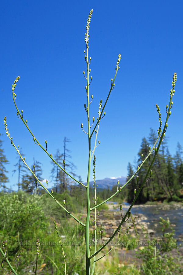 wavy-leaf soap plant, budding (Chlorogalum pomeridianum) [Rough and Ready Botanical Area, Rogue River-Siskiyou National Forest, Josephine County, Oregon]