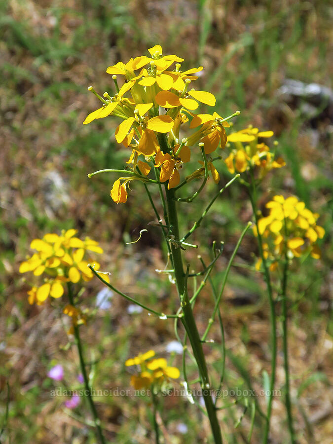 wallflower (Erysimum capitatum) [Rough and Ready Botanical Area, Rogue River-Siskiyou National Forest, Josephine County, Oregon]