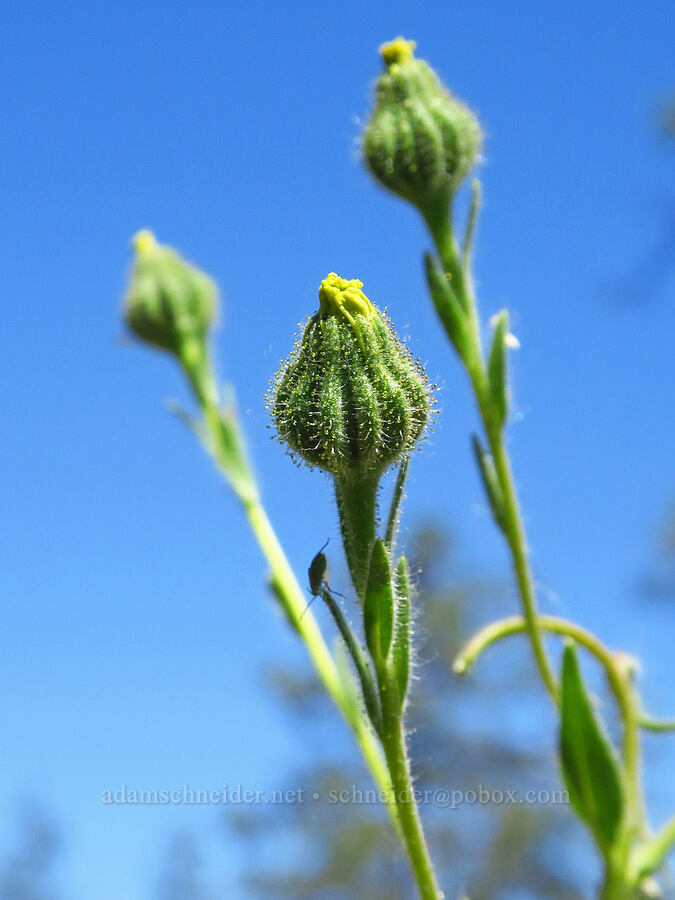 slender tarweed (Madia gracilis) [Rough and Ready Botanical Area, Rogue River-Siskiyou National Forest, Josephine County, Oregon]