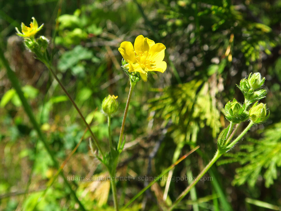 Nuttall's cinquefoil (Potentilla gracilis var. fastigiata (Potentilla gracilis var. nuttallii)) [Rough and Ready Botanical Area, Rogue River-Siskiyou National Forest, Josephine County, Oregon]