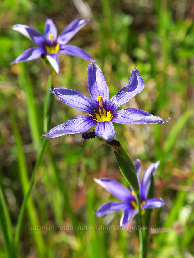 western blue-eyed-grass (Sisyrinchium bellum) [Rough and Ready Botanical Area, Rogue River-Siskiyou National Forest, Josephine County, Oregon]