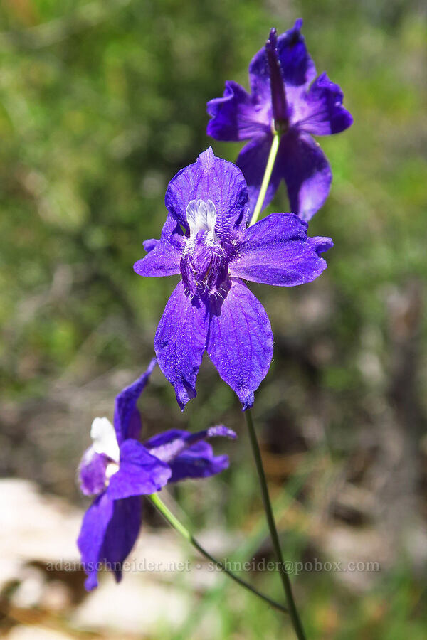 upland larkspur (Delphinium nuttallianum) [Rough and Ready Botanical Area, Rogue River-Siskiyou National Forest, Josephine County, Oregon]