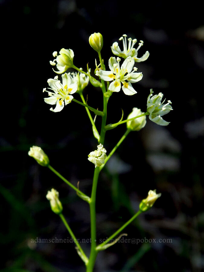 death-camas (Toxicoscordion sp. (Zigadenus sp.)) [Rough and Ready Botanical Area, Rogue River-Siskiyou National Forest, Josephine County, Oregon]