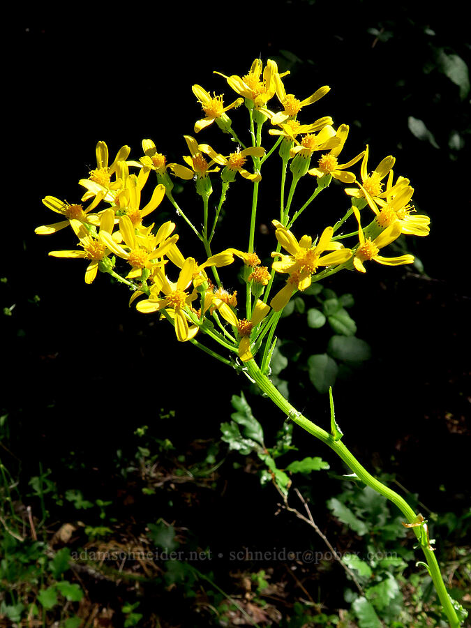 arrow-leaf groundsel (?) (Senecio triangularis) [Rough and Ready Botanical Area, Rogue River-Siskiyou National Forest, Josephine County, Oregon]