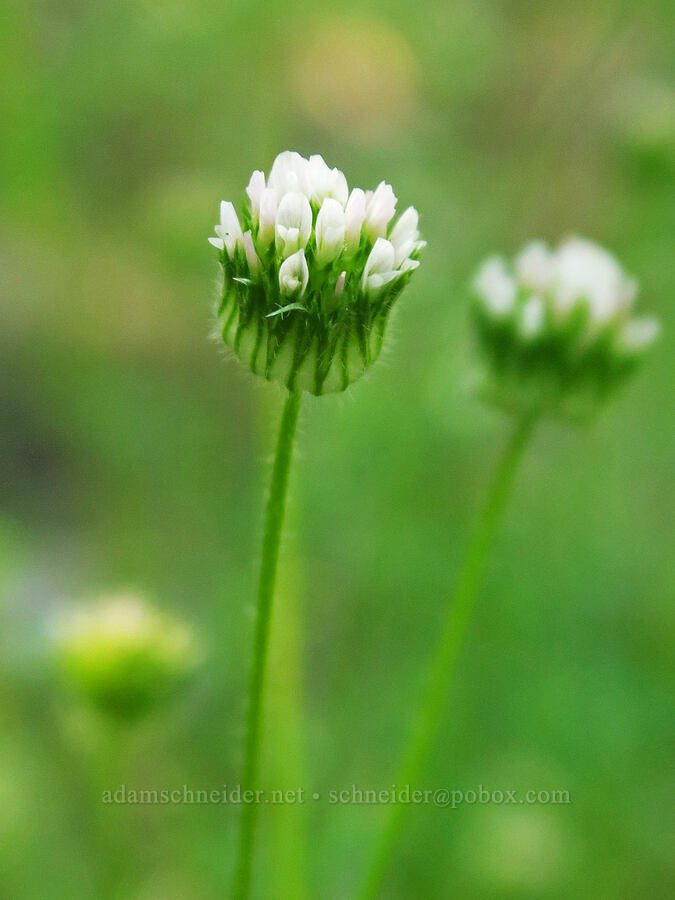 thimble clover (Trifolium microdon) [Rough and Ready Botanical Area, Rogue River-Siskiyou National Forest, Josephine County, Oregon]