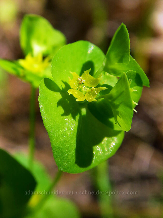 western wood spurge (Chinese caps) (Euphorbia crenulata) [Rough and Ready Botanical Area, Rogue River-Siskiyou National Forest, Josephine County, Oregon]