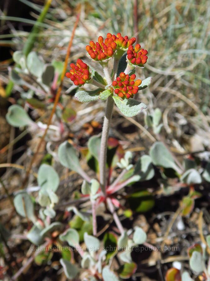 serpentine sulphur-flower buckwheat (Eriogonum umbellatum var. goodmanii) [Rough and Ready Botanical Area, Rogue River-Siskiyou National Forest, Josephine County, Oregon]