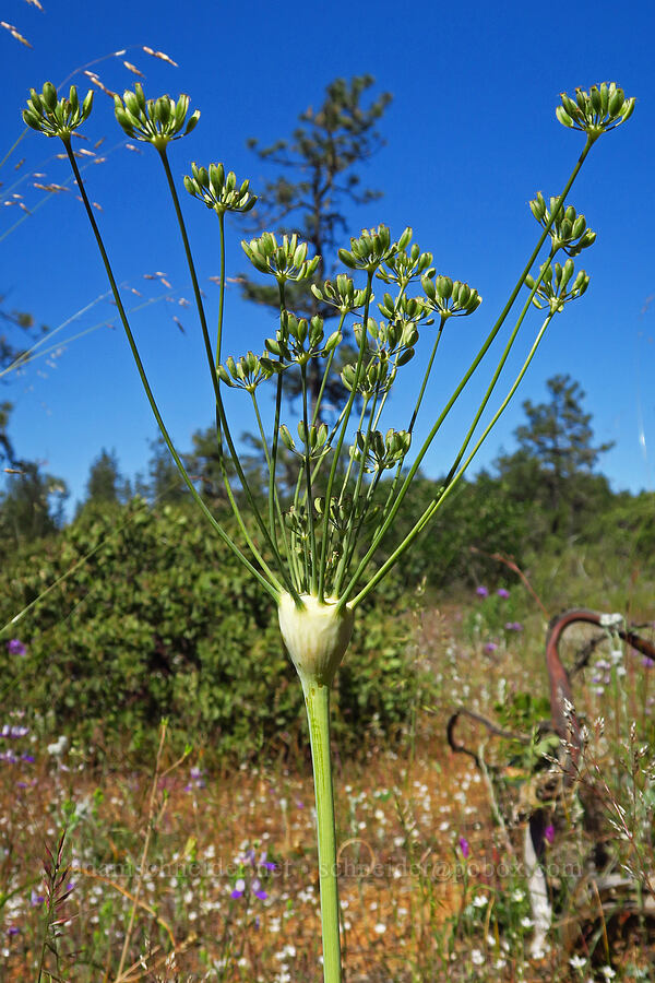 bare-stem desert parsley (Lomatium nudicaule) [Rough and Ready Botanical Area, Rogue River-Siskiyou National Forest, Josephine County, Oregon]