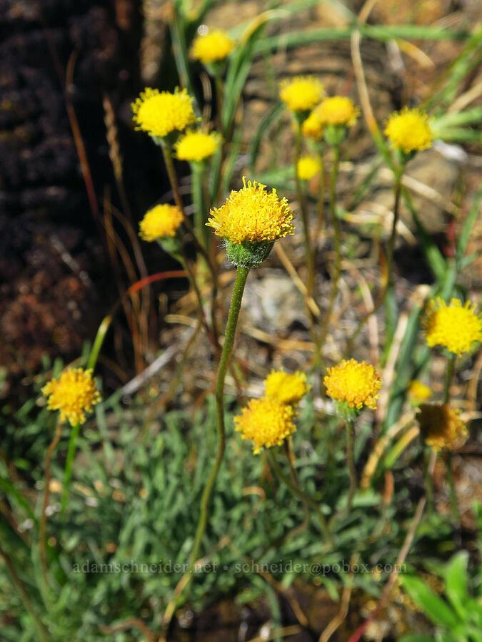 Waldo daisy/fleabane (Erigeron bloomeri var. nudatus) [Rough and Ready ACEC, Josephine County, Oregon]