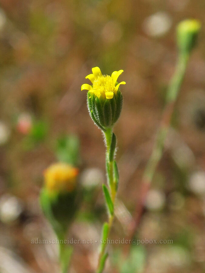 blow-wives, flowering (Achyrachaena mollis) [Rough and Ready ACEC, Josephine County, Oregon]