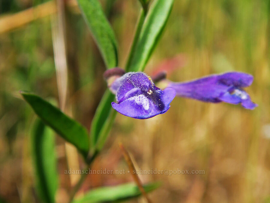 narrow-leaf skullcap (Scutellaria angustifolia) [Rough and Ready ACEC, Josephine County, Oregon]