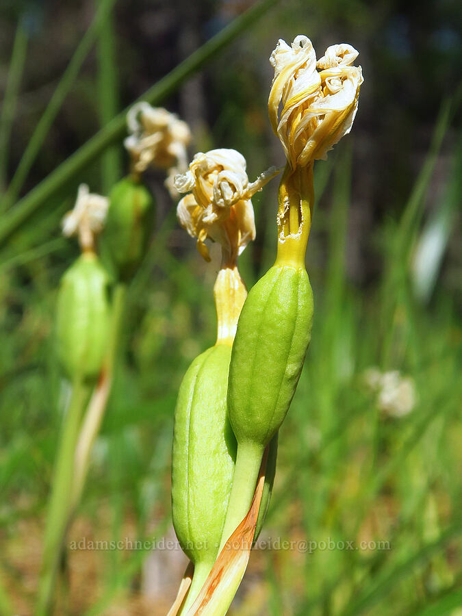 iris, going to seed (Iris sp.) [Rough and Ready ACEC, Josephine County, Oregon]