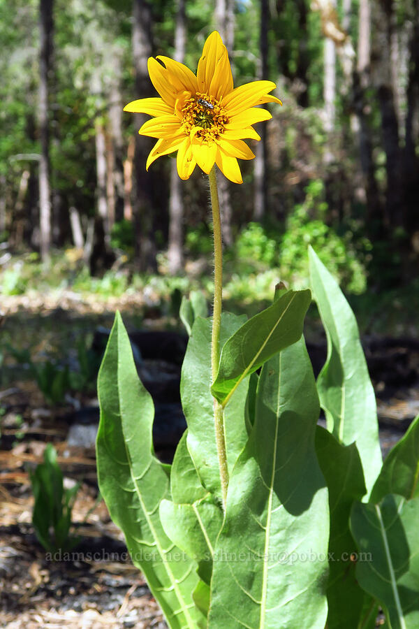 narrow-leaf mule's-ears (Wyethia angustifolia) [Rough and Ready ACEC, Josephine County, Oregon]