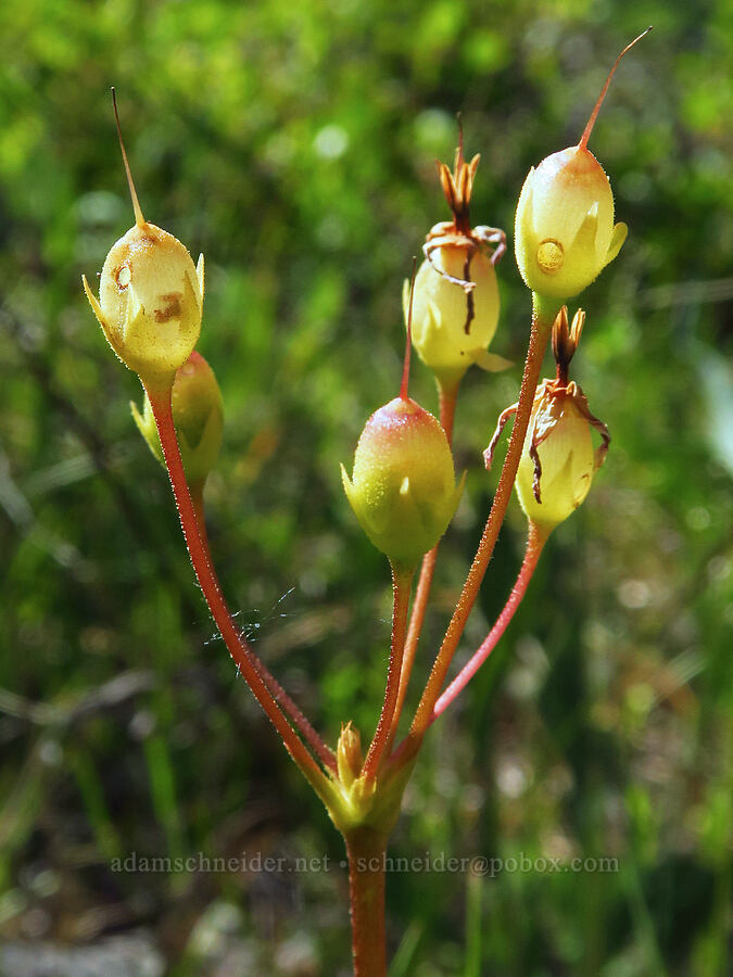 Henderson's shooting-star, going to seed (Dodecatheon hendersonii (Primula hendersonii)) [Rough and Ready ACEC, Josephine County, Oregon]