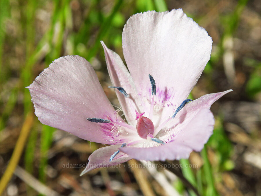 pink mariposa lily (Calochortus uniflorus) [Rough and Ready ACEC, Josephine County, Oregon]