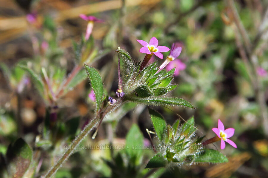 varied-leaf collomia (Collomia heterophylla) [Rough and Ready ACEC, Josephine County, Oregon]